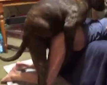 Dog porn жирная собака активно дерет в манду брюнетку видео зоо частное