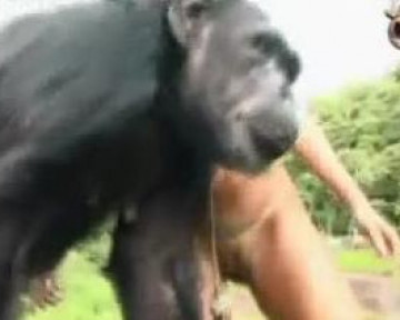 Animal sex голые зоофилки пытаются устроить секс с шимпанзе зоо видео