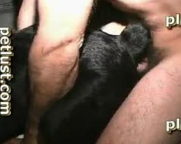 Dog sex веселый зоо гей с волосатым анусом трахается с кобелем